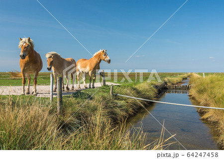 Horses on a Meadow Against Blue Sky at Hallig Hooge in North Frisia, Wadden Sea, Germany Horses on a Meadow Against Blue Sky at Hallig Hooge in North Frisia, Wadden Sea, Germany 64247458