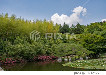 広島三景園　竹藪と青空 64247788