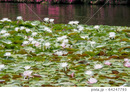 広島三景園のスイレン 64247793