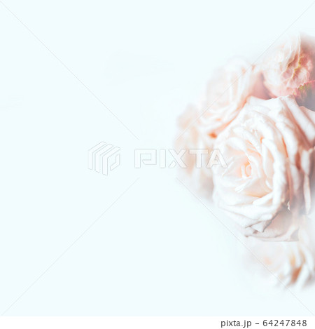 Delicate pastel background with blooming roses. Delicate pastel background with blooming roses. 64247848