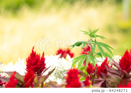 Adult plant of cannabis on a bed with plants and 64248271