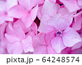 紫陽花 接写 ピンク 64248574