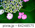 紫陽花 接写 ピンク 紫 64248575