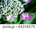 紫陽花 接写 ピンク 紫 64248576