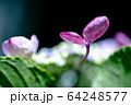 紫陽花 接写 ピンク 紫 64248577
