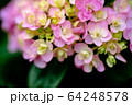 紫陽花 接写 ピンク 紫 64248578