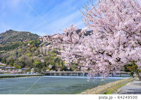 嵐山　桜　満開 64249500