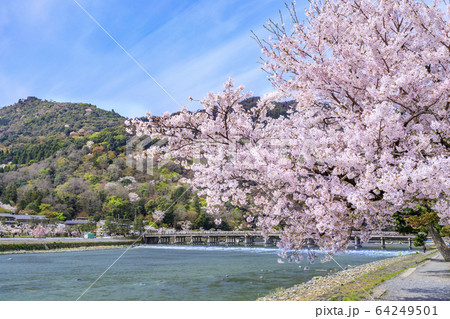 嵐山　桜　満開 64249501