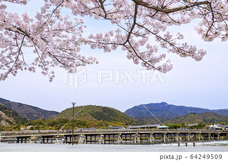 嵐山　桜　満開 64249509