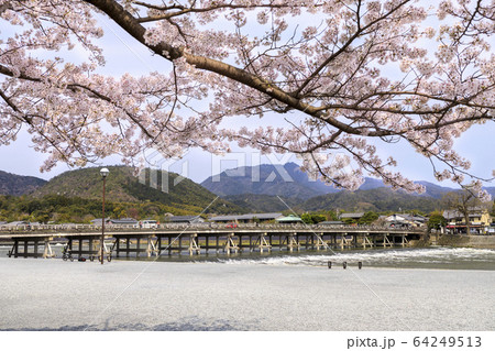 嵐山 桜 満開 嵐山 桜 満開 64249513
