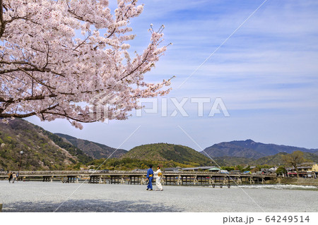 嵐山 桜 満開 嵐山 桜 満開 64249514