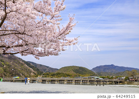 嵐山 桜 満開 嵐山 桜 満開 64249515