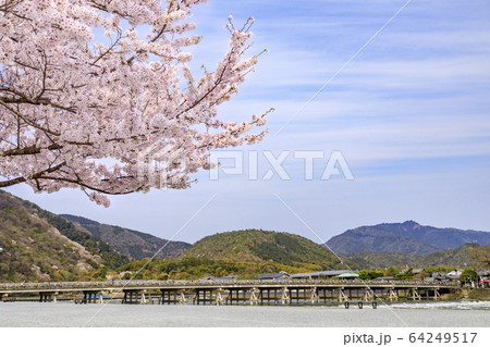 嵐山 桜 満開 嵐山 桜 満開 64249517