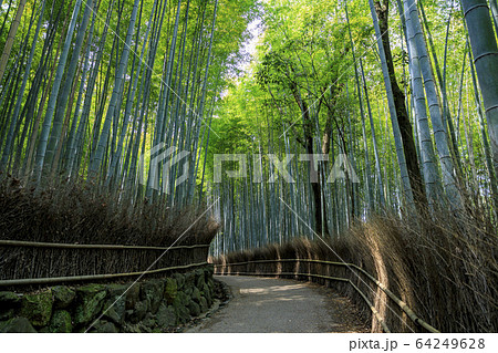 竹林の小径 竹林の小径 64249628