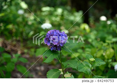初夏　相野あじさい園　紫陽花 64249753