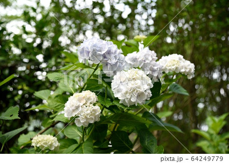 初夏 相野あじさい園 紫陽花 初夏 相野あじさい園 紫陽花 64249779