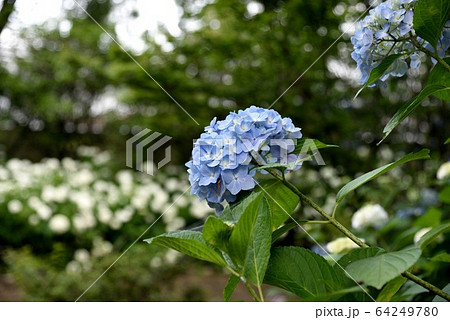 初夏　相野あじさい園　紫陽花 64249780