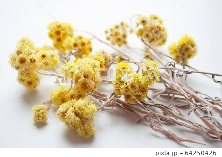 Yellow dried field flowers on white background close up 64250426