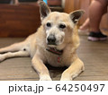 犬 64250497