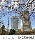 スカイツリー 64250498
