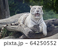 ホワイトタイガー 64250552
