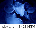 クラゲ 64250556