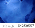 クラゲ 64250557