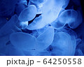クラゲ 64250558