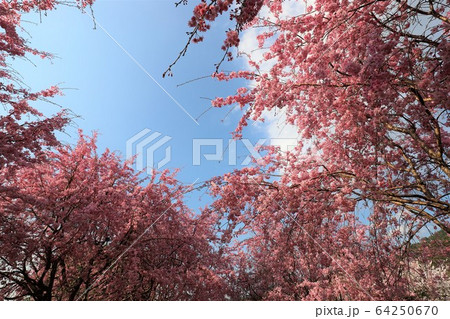 大美和の杜展望台 64250670