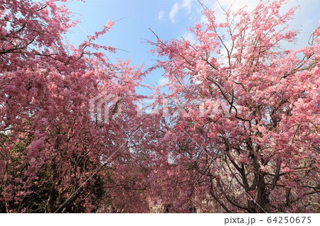 大美和の杜展望台 64250675