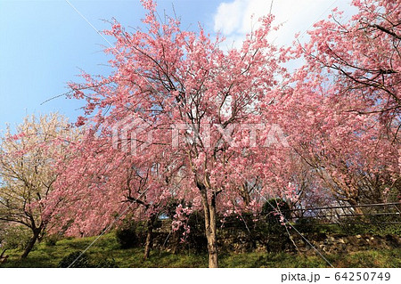 大美和の杜展望台 64250749