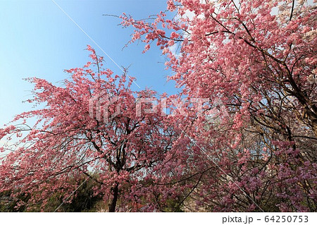 大美和の杜展望台 大美和の杜展望台 64250753