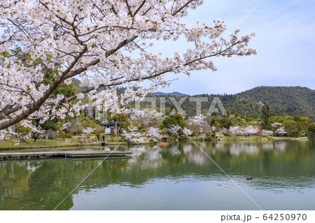 大覚寺 大沢池 桜の写真素材