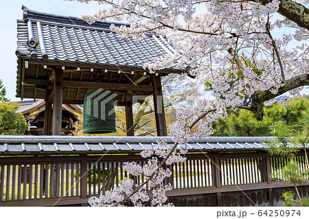 大覚寺 大沢池 桜の写真素材