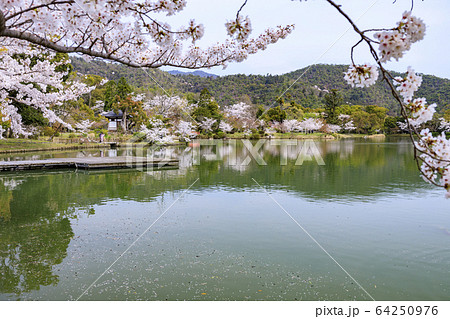 大覚寺 大沢池 桜の写真素材 [64250976] - PIXTA