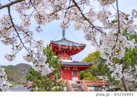 大覚寺 大沢池 桜の写真素材