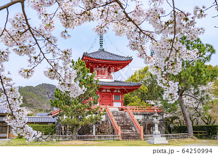 大覚寺 大沢池 桜の写真素材