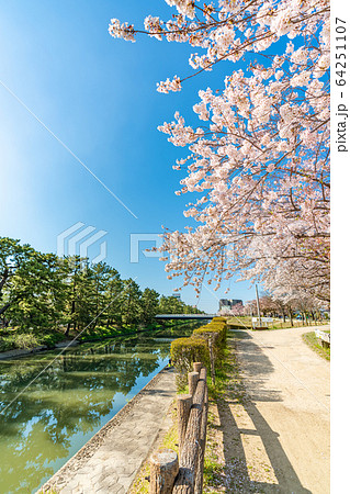 日光街道 国指定名勝 草加松原と桜の風景 64251107