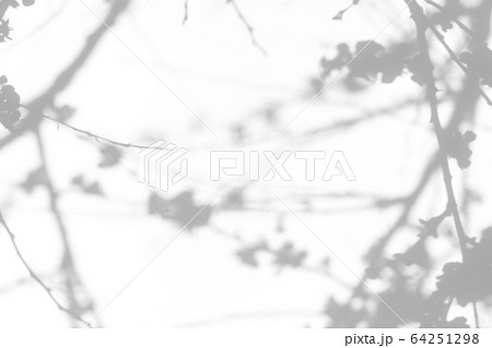 shadows of the tree branches on a white wall 64251298