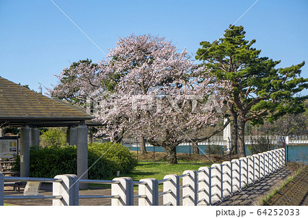 桜咲く狭山湖 取水塔 桜咲く狭山湖 取水塔 64252033