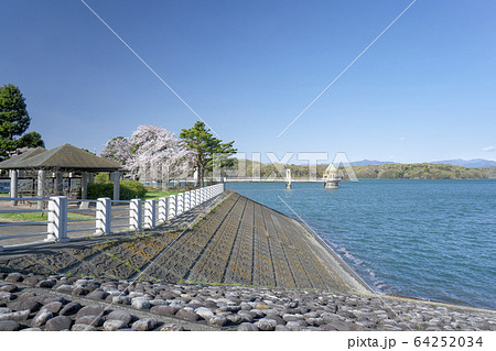桜咲く狭山湖 取水塔 桜咲く狭山湖 取水塔 64252034