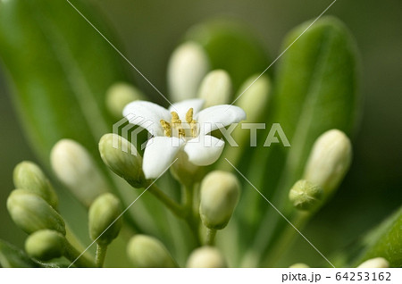 トベラの花 トベラの花 64253162