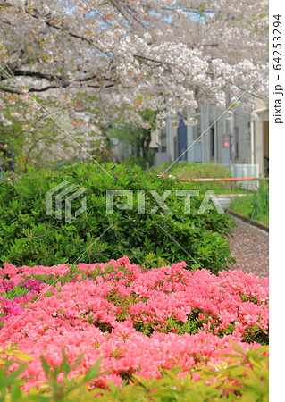 蛇崩川緑道_ツツジと桜と緑道 蛇崩川緑道_ツツジと桜と緑道 64253294