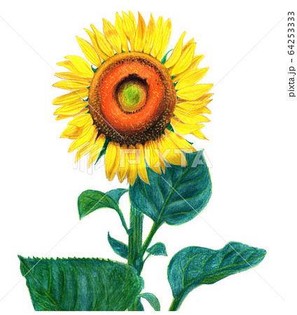 絵画スピード発送 鉛筆画 Sunflower ひまわり 絵画スピード発送 鉛筆画 Sunflower ひまわり Spi Polbangtanyoma Ac Id