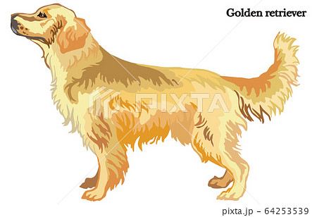 Golden Retriever Vector Illustrationのイラスト素材