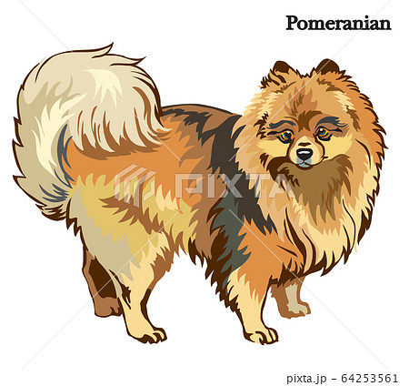 Pomeranian vector illustration 64253561