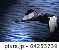 黒鳥　飛来アップ 64253739