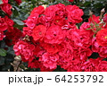 アンダルシアン 64253792