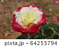 ダブルデイライト 64253794