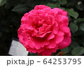 王妃アントワネット 64253795